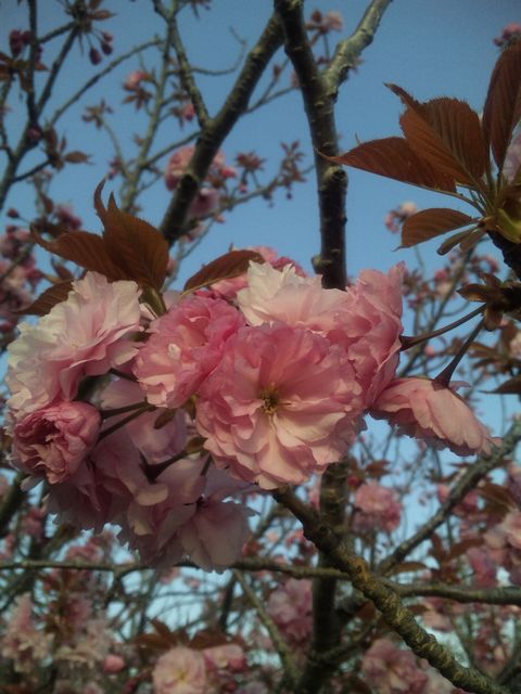 八重桜（関山）