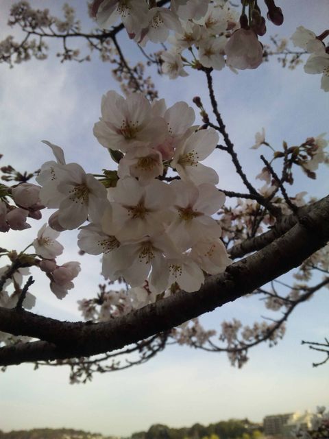 一重桜（ソメイヨシノ）