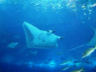 ちゅうら水族館マンタ