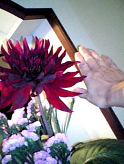 ダリアと手.JPG