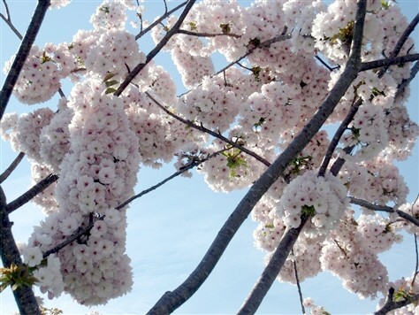 桜