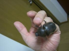 カブトムシ