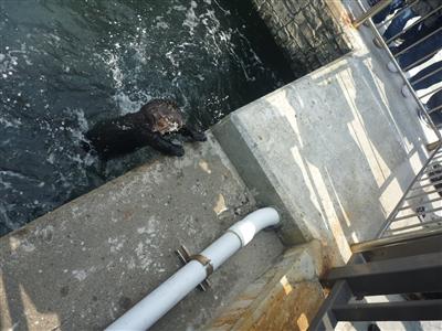 ラッコのクゥーちゃん