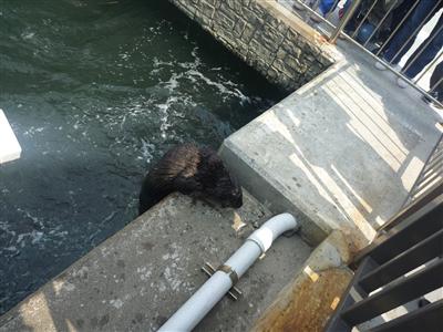 ラッコのクゥーちゃん