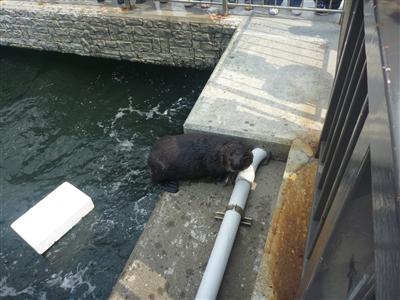 ラッコのクゥーちゃん