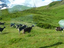 ユングフラウヨッホ