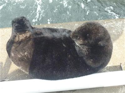 ラッコのクゥーちゃん