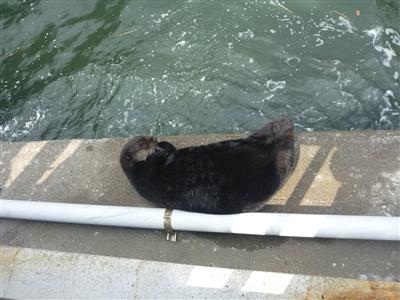 ラッコのクゥーちゃん