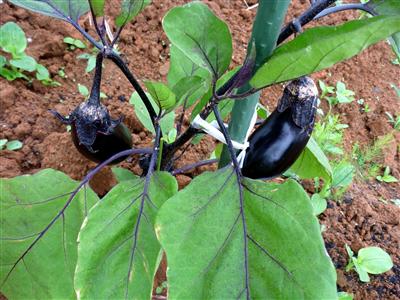 道草ファーム2009.06.22