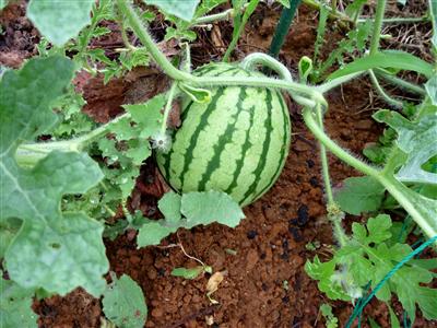 道草ファーム2009.06.22