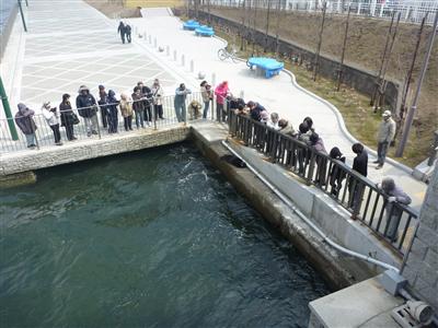 ラッコのクゥーちゃん