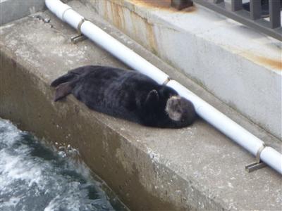 ラッコのクゥーちゃん