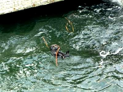 ラッコのクゥーちゃん