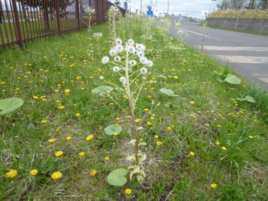 釧路空港で、こごみ採り