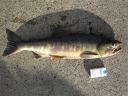 瀬棚港の鮭釣り