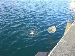 瀬棚港の鮭釣り