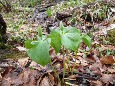 釧路空港周辺の野草