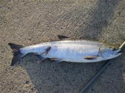 10.12 近藤工房・瀬棚港・直鮨 072_R.jpg