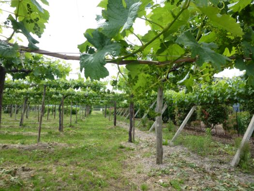 塩尻１周ジョギング