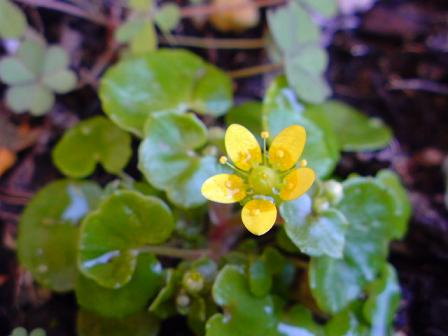 florzinha amarela