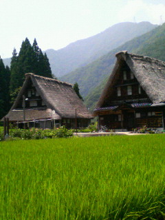 田んぼ越しの合掌作り