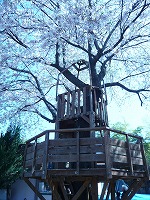 幼稚園の桜