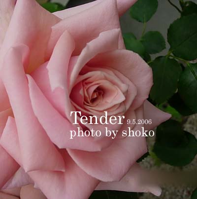 tender0509