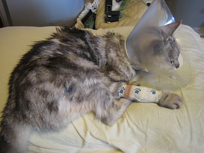 はやくおねがいね