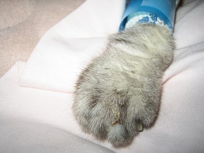 ちょいヤバな手