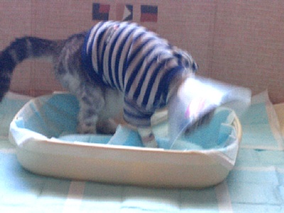 がっしっ！がっしっ！！