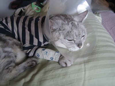 まくらもすき♪