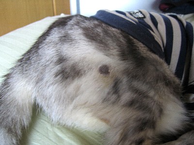 小さなカビちゃん