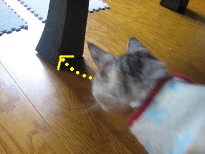 追い詰められたクモ