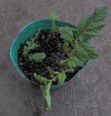 水につけていたトマトの脇目の小さい方も根っこがだいぶ出たのでポットに植えつけ (2).JPG