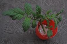 水につけていたトマトの脇目の小さい方も根っこがだいぶ出たのでポットに植えつけ.JPG