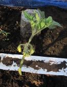 脇目を土に挿木して根っこがでたものを植えつけ (2).JPG