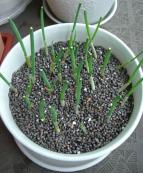 小口ネギだいぶ大きくなってきた.JPG