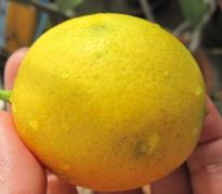レモンの実2個目収穫 (2).JPG