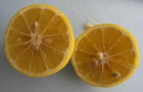 レモンの実2個目収穫 (3).JPG