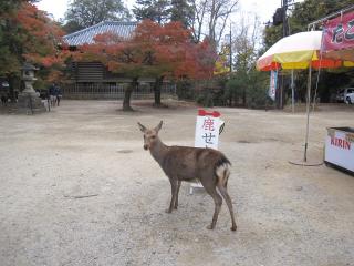 奈良公園 (62).JPG