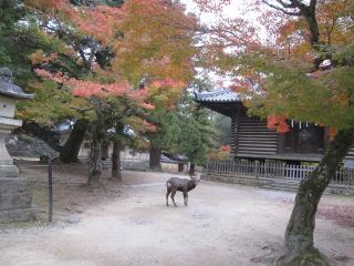 奈良公園 (69).JPG
