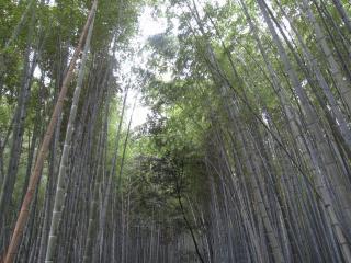 嵐山(竹の道).JPG
