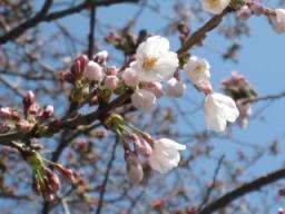 桜まつり (7).JPG