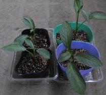 ﾍﾟﾋﾟｰﾉを水につけていたものから根がだいぶ出てきたのでﾎﾟｯﾄに植えつけ (2).JPG