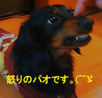 怒りのパオ(^^ゞ