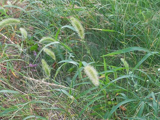 えのころ草