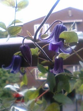 090606_clematis