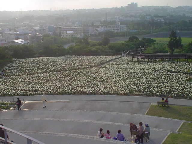 展望台からユリ園