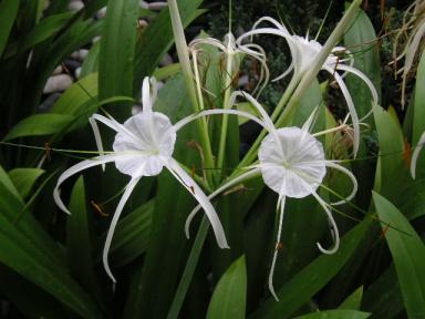 なんていう花?　その３