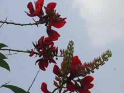 なんていう花?　その４